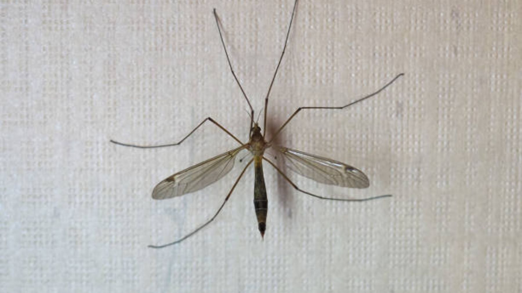 fregar lechuga al revés Importante! Esto es lo que debes hacer si te encuentras a este mosquito en  tu casa