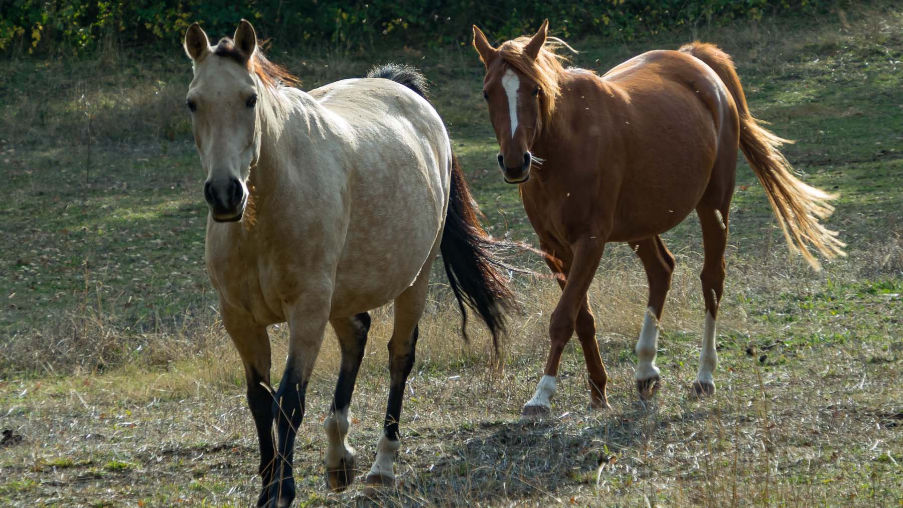 Caballos