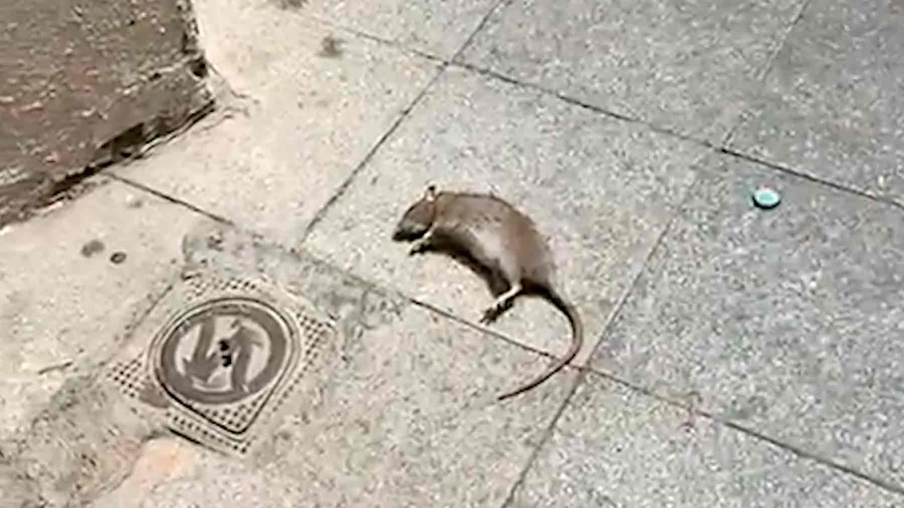 La rata en el Corpus de Sevilla que retrata la mala gestión socialista de la capital hispalense.