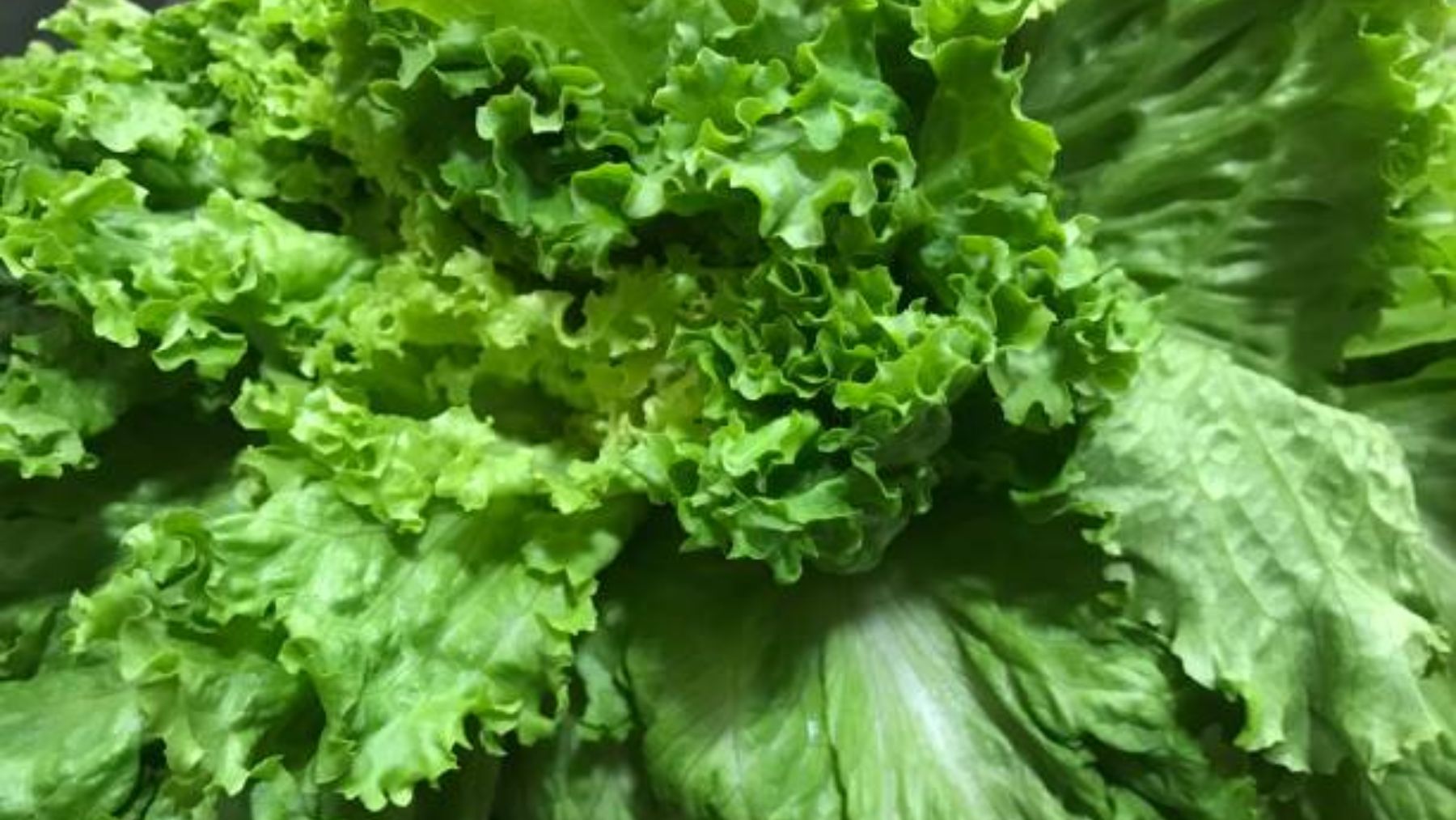El truco para que la lechuga te dure fresca casi un mes