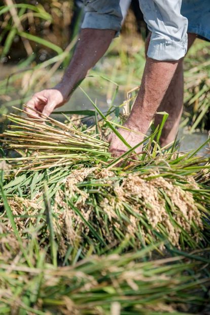 Hombre recogiendo arroz en la Albufera de Valencia