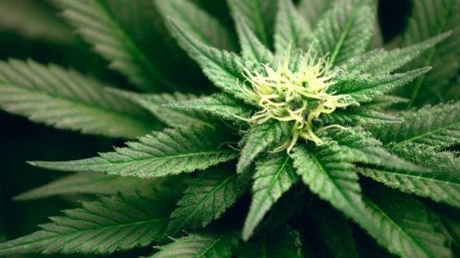 Las compañías de cannabis pierden en Bolsa casi un 100% tras el 'boom' en EEUU y Canadá