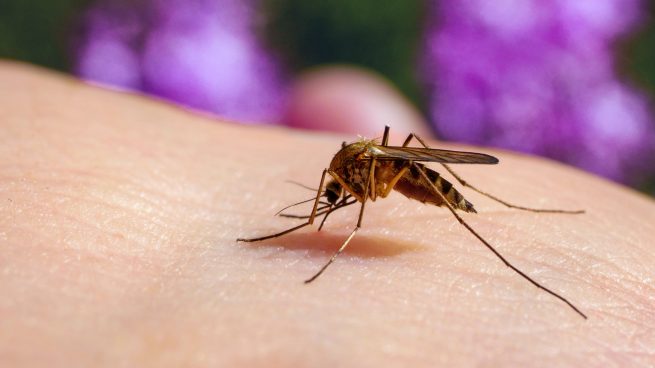 Revolución con el invento de Mercadona para acabar con los mosquitos