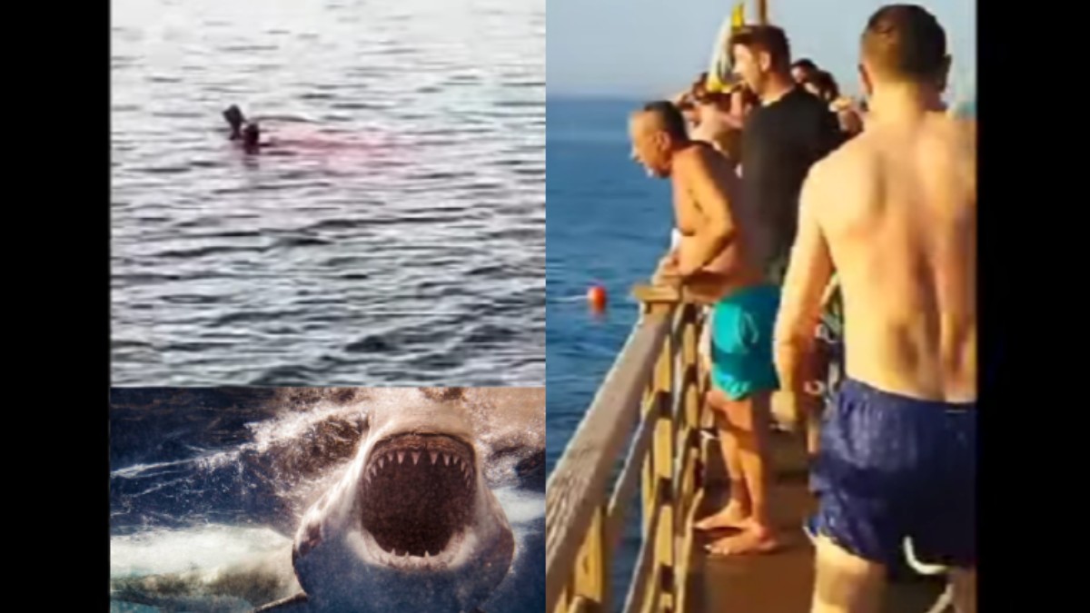 Los turistas captan el terrible momento cuando la mujer es atacada por un tiburón.