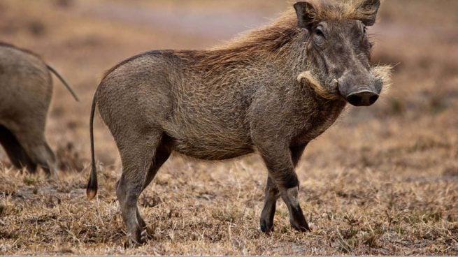 Animales más longevos