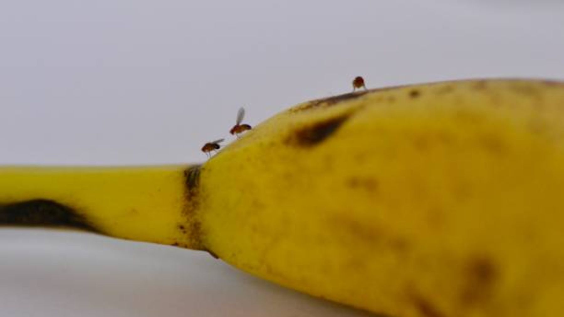 Descubre el truco que te va a servir para eliminar las moscas de la fruta de forma definitiva