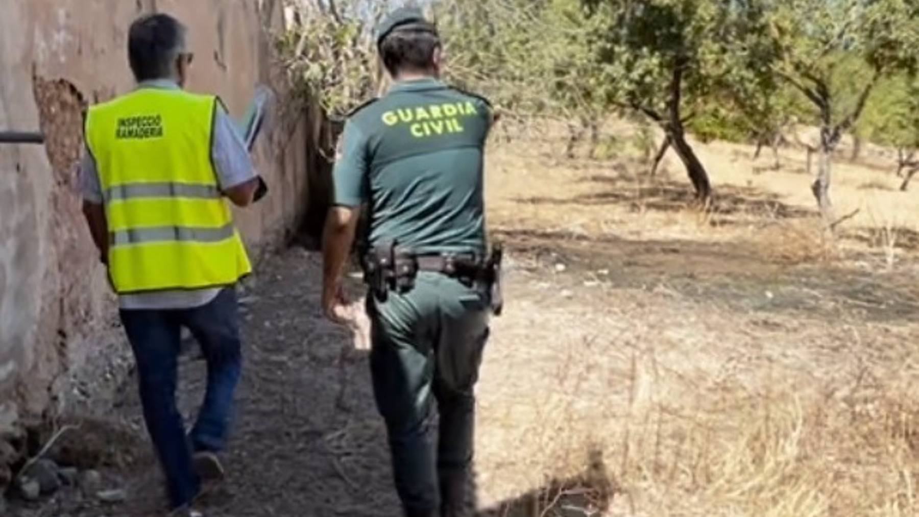 La Guardia Civil y Sanidad Animal inspeccionan la explotación ganadera ilegal.