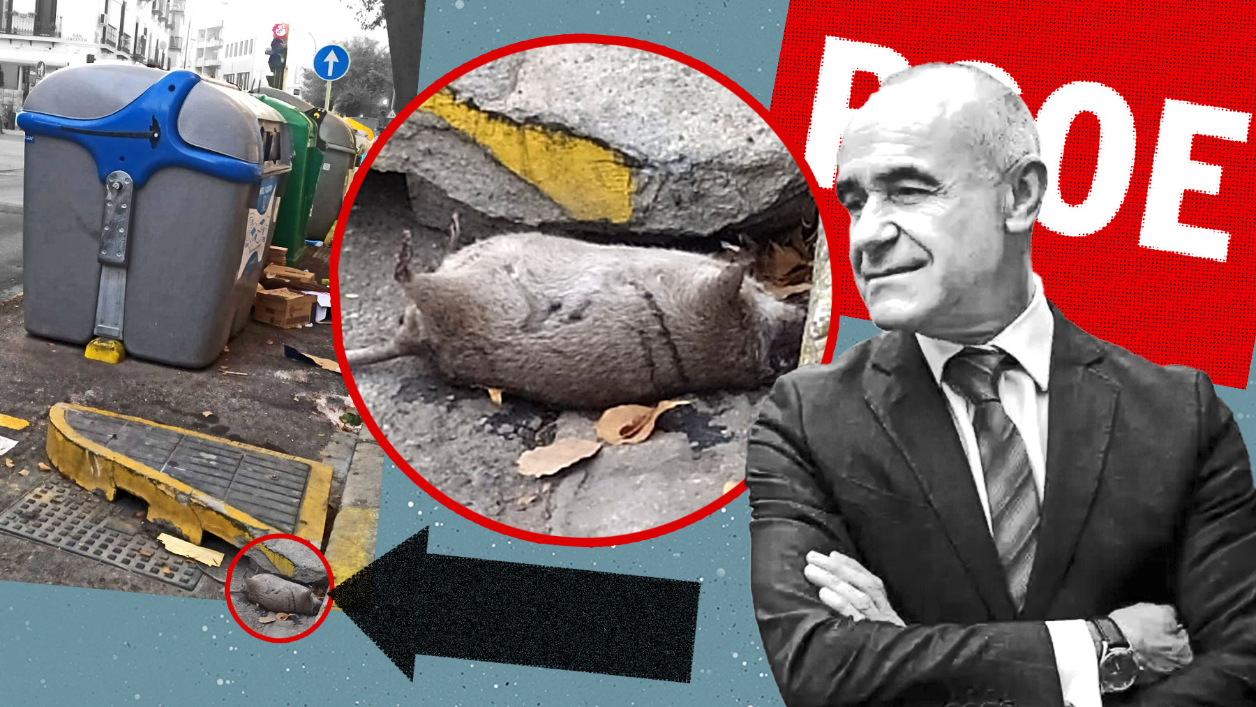 El PP se mofa del tamaño de las ratas en la Sevilla del socialista Muñoz: «Parecen gatos».
