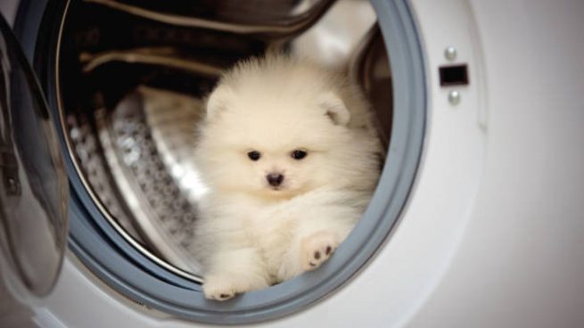 pelos mascota lavadora