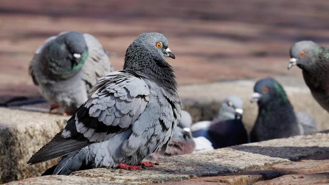Caramelo Mezclado Practicar senderismo Curiosidades de las palomas que te sorprenderán