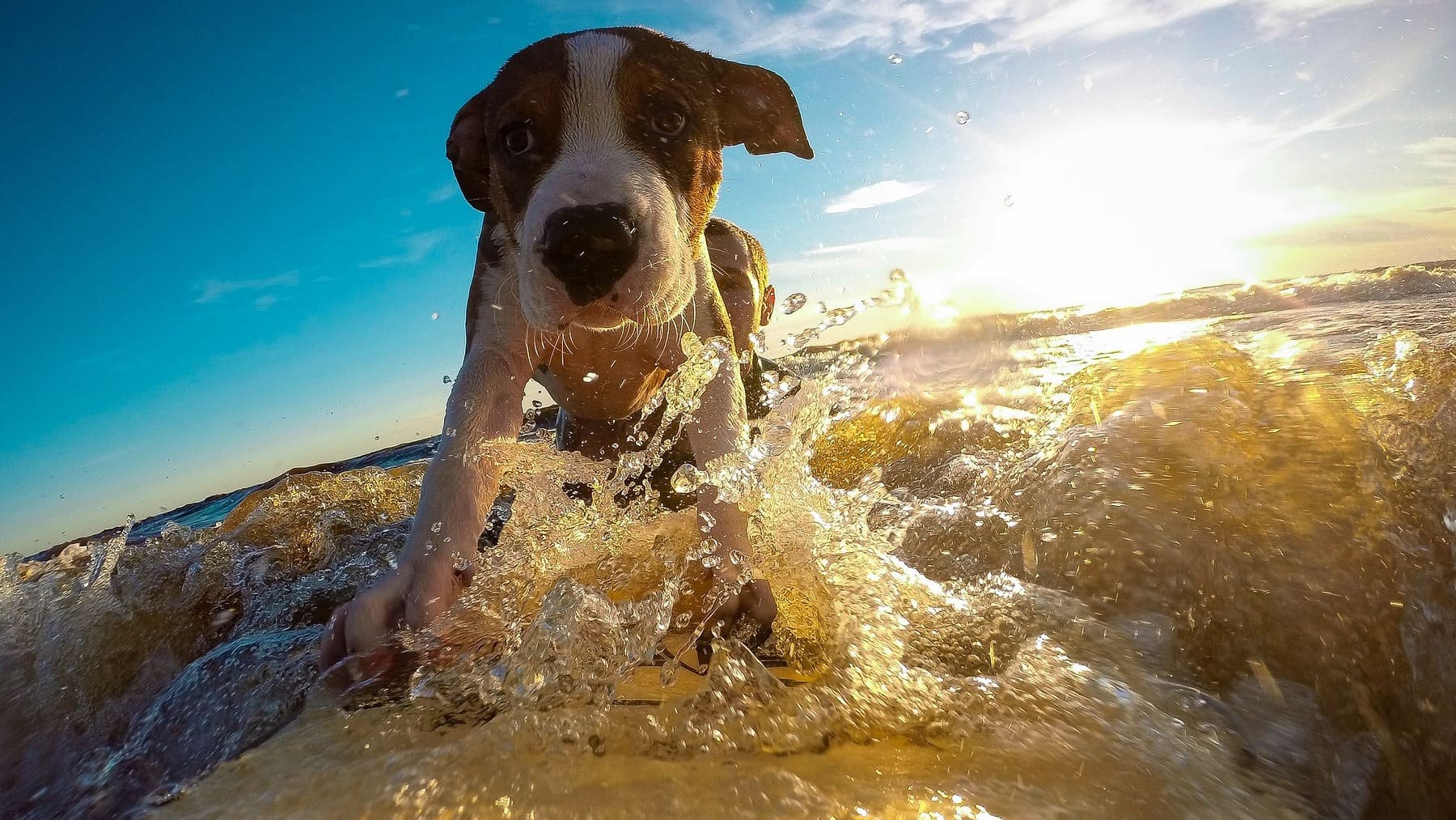 Perro surfeando