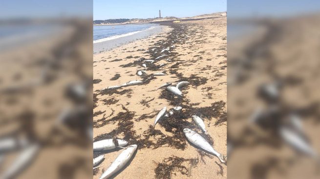 peces muertos playa Cádiz