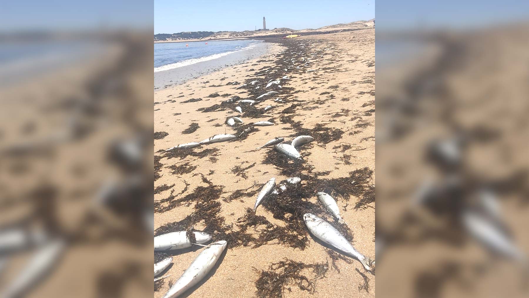 Peces muertos en la orilla de la playa de Marisucia en Los Caños de Meca (EUROPA PRESS).