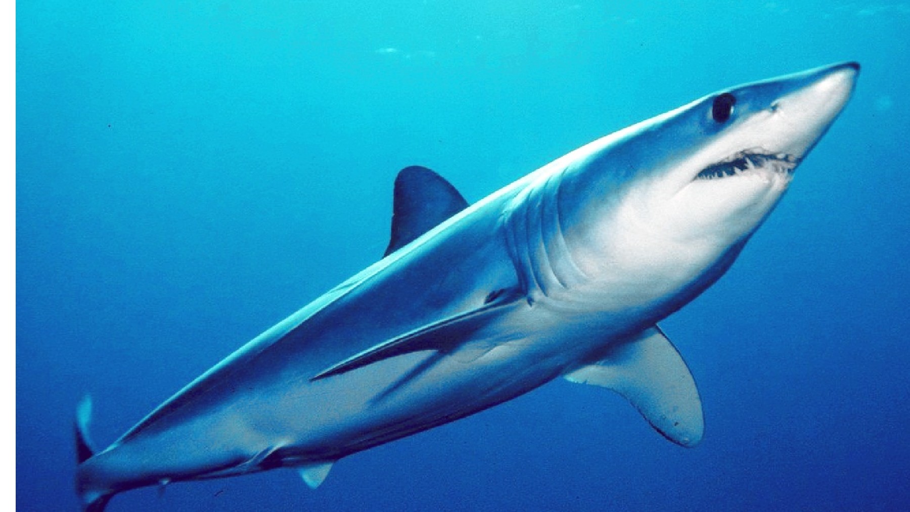 Así es el tiburón marrajo, el más veloz del mundo