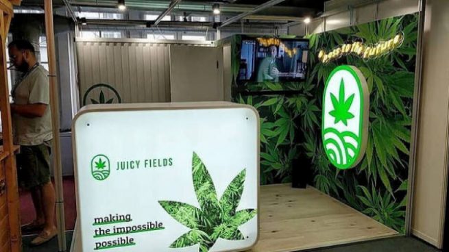 Juciy Fields cannabis