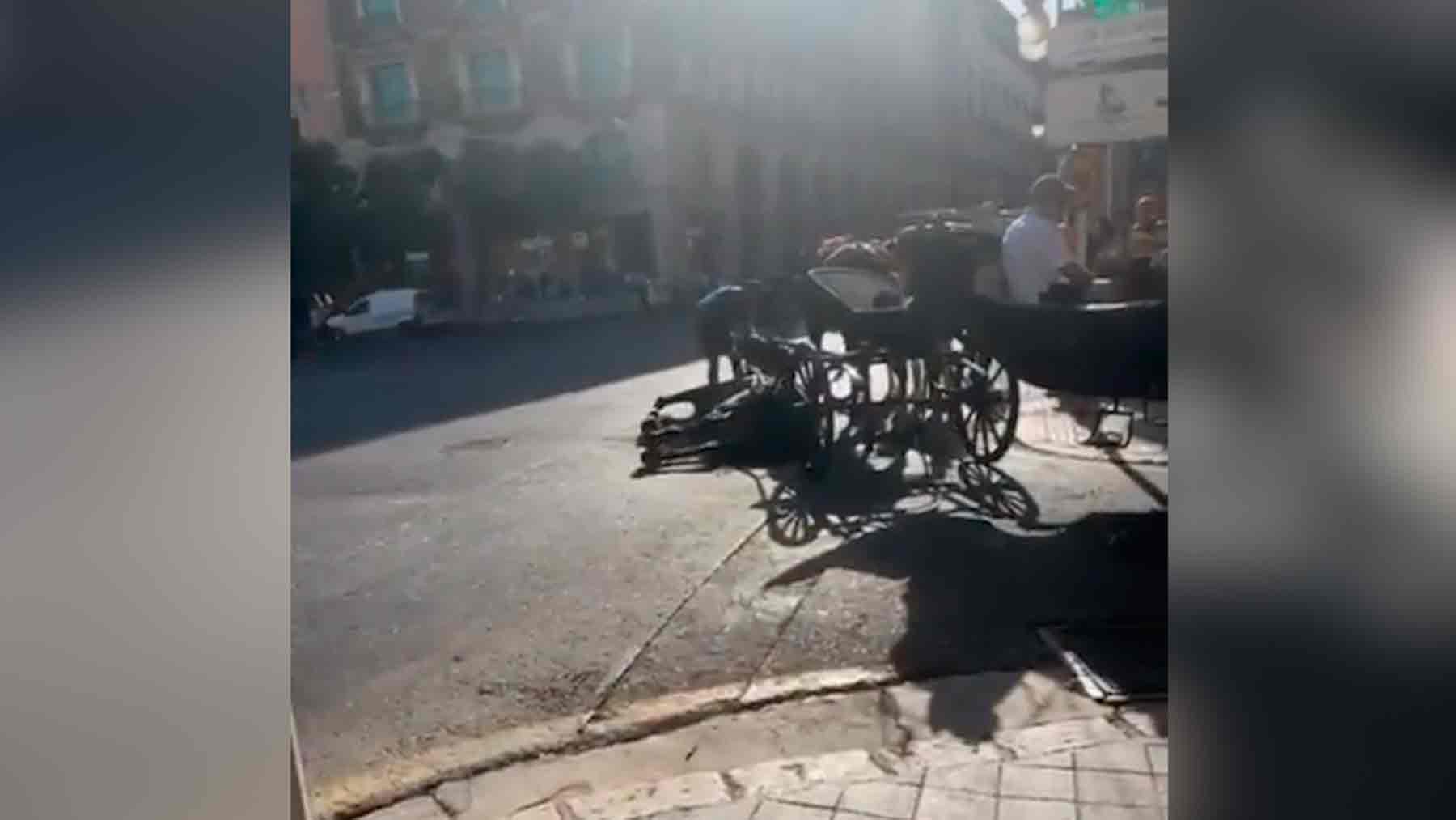 Un caballo se desploma en Mallorca por el calor
