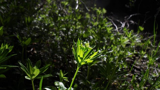 Plantas en su entorno