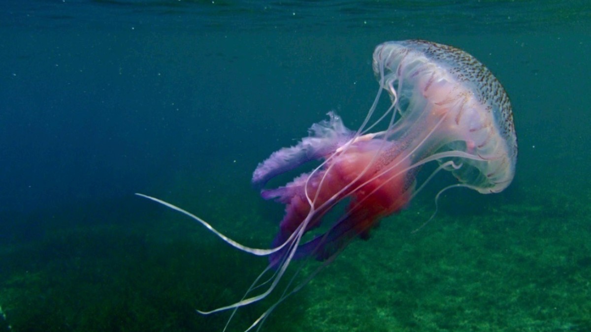 Una nueva app permite avisar en tiempo real de la presencia de medusas.
