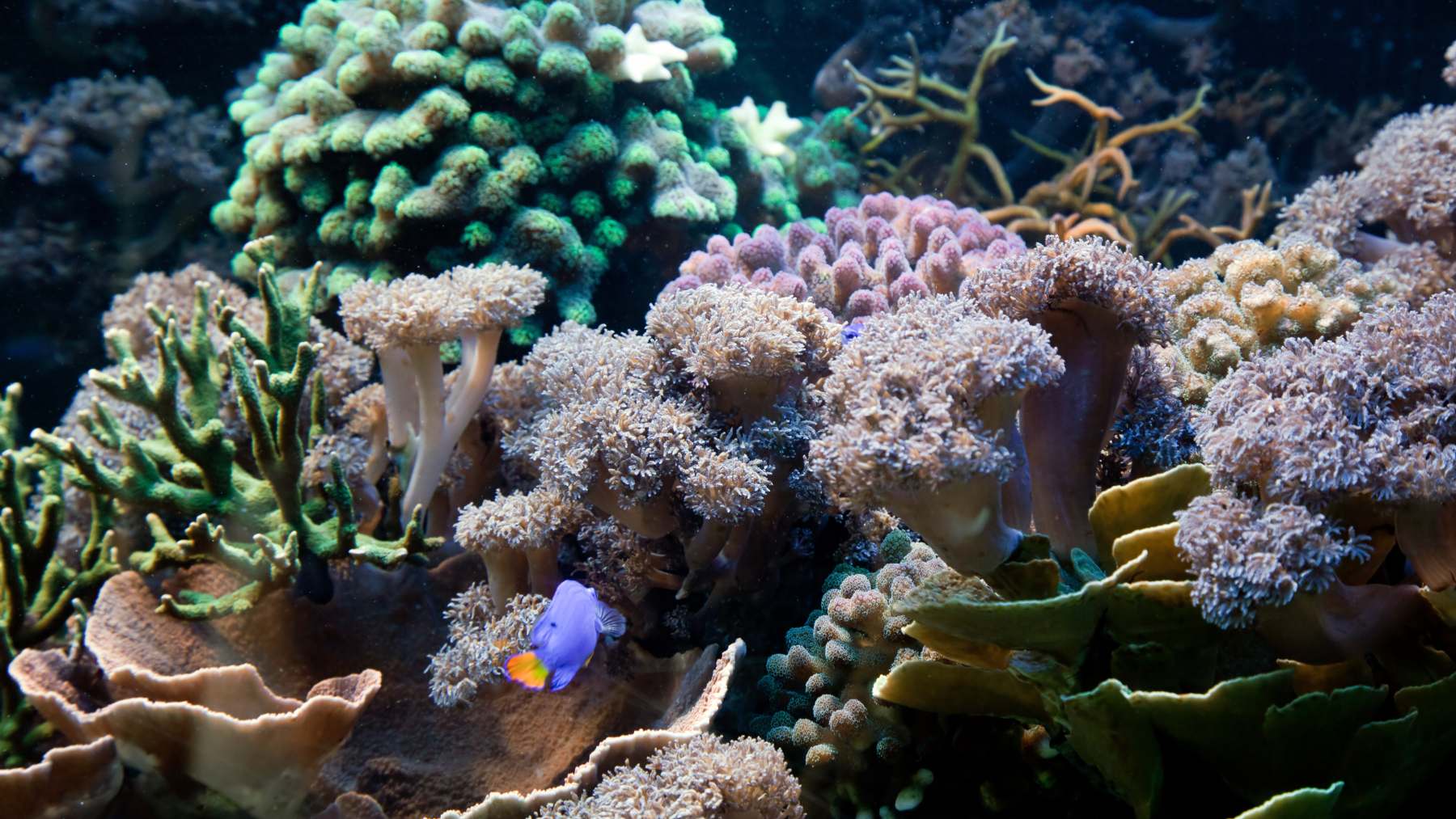 Salvar el coral marino