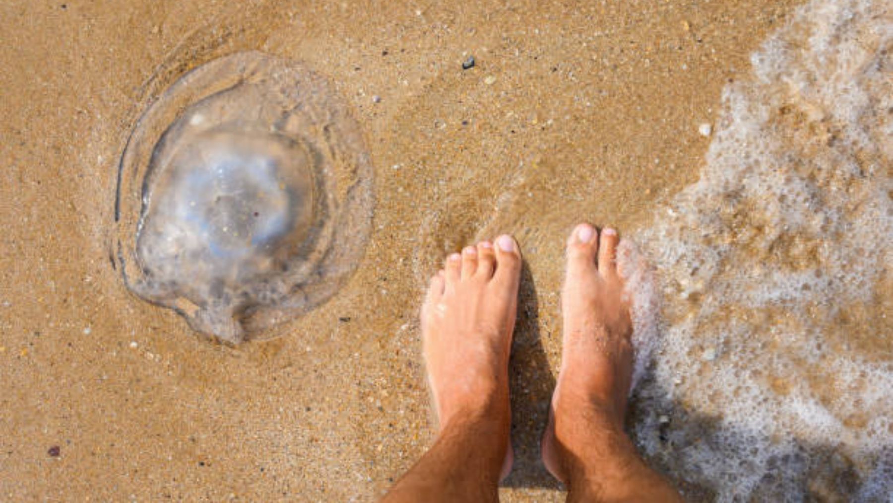 Descubre el modo en el que puedes superar el miedo a las medusas