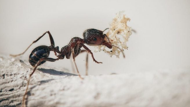 Hormigas y termitas