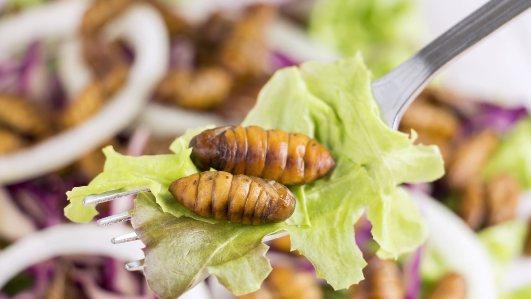 Descubre el número de insectos que se pueden comer
