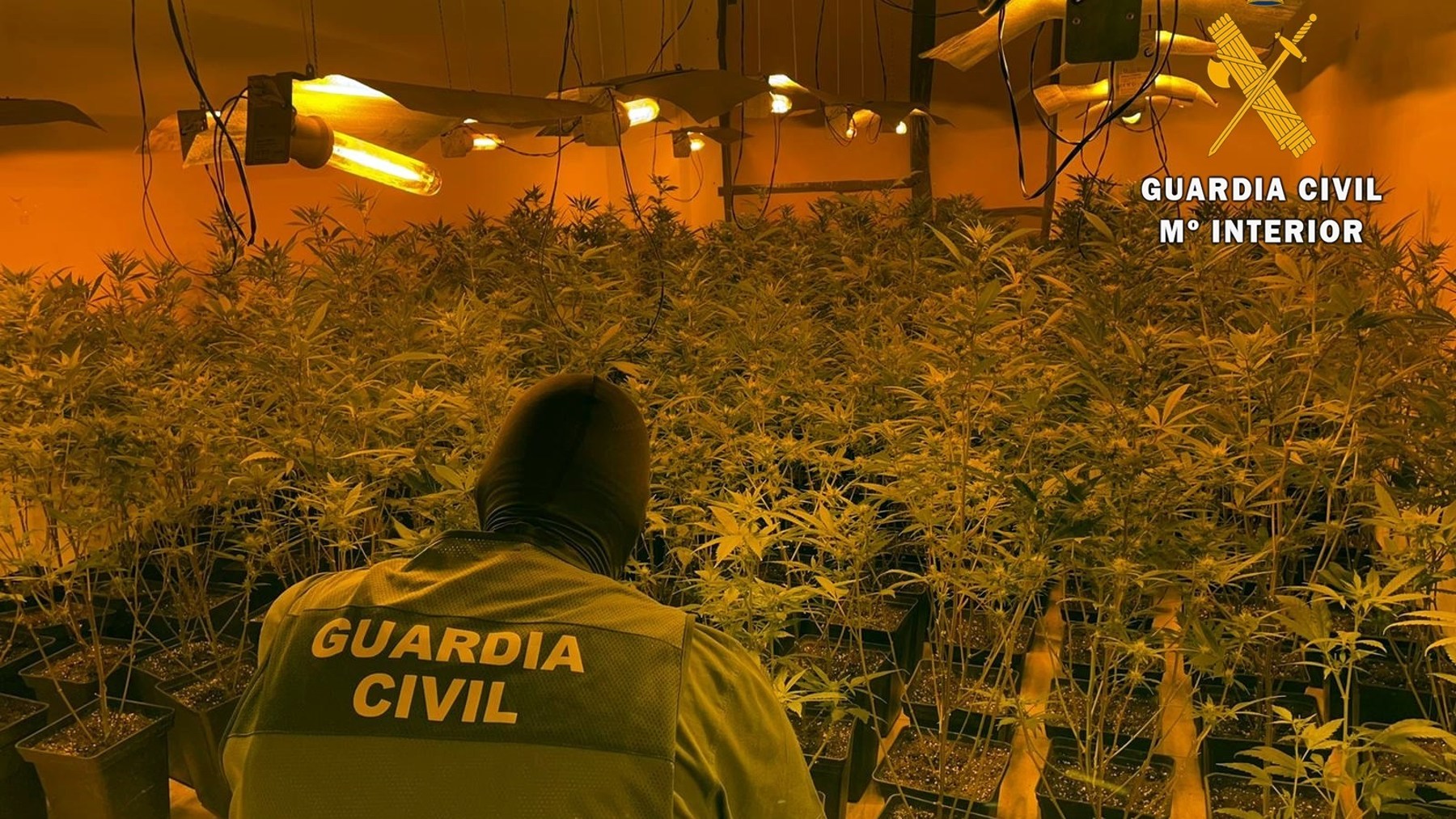 Plantación de marihuana intervenida en la provincia de Almería (GUARDIA CIVIL).