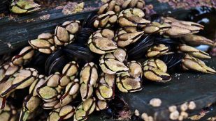 Las curiosidades más sorprendentes sobre los percebes
