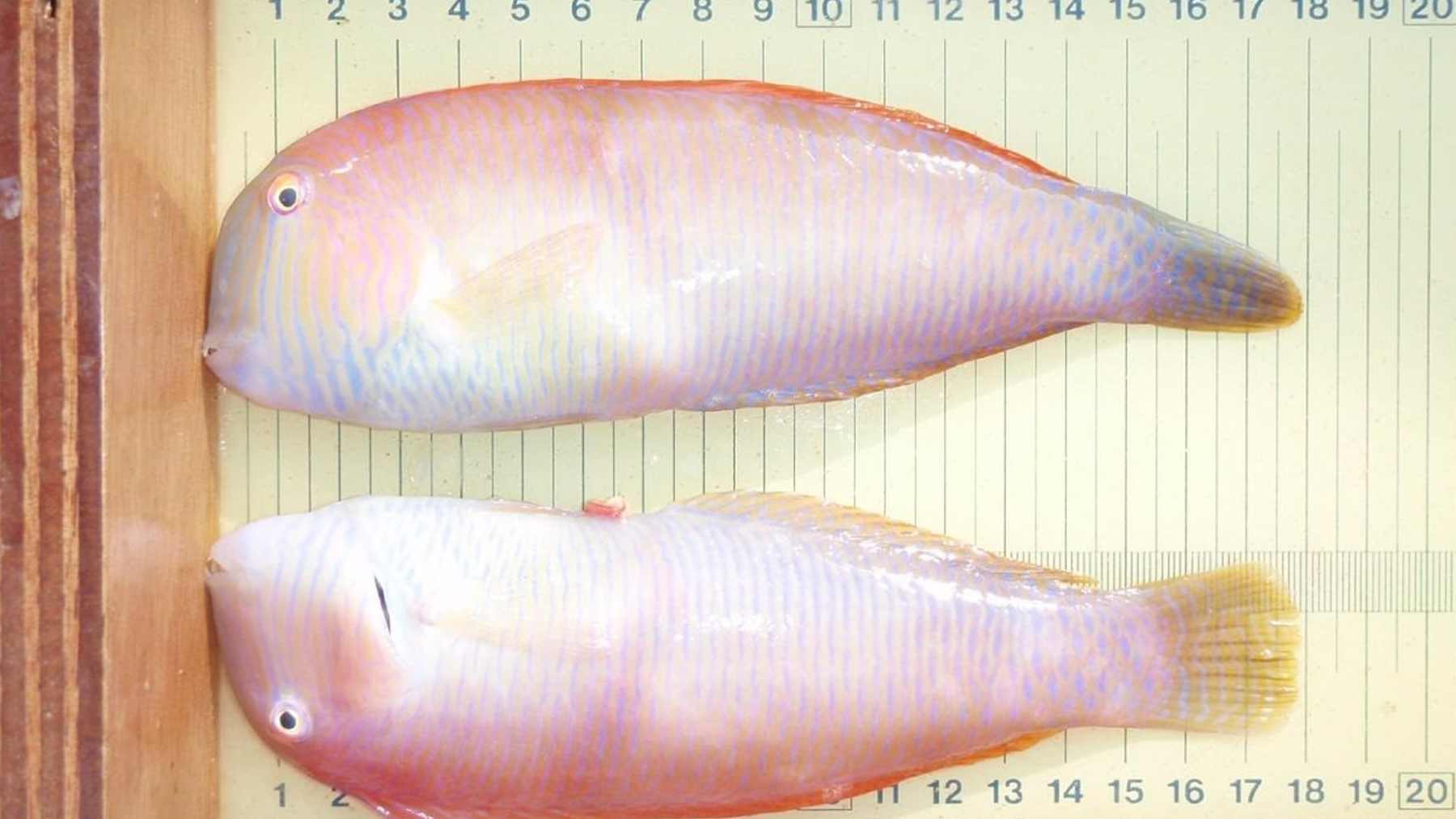 Dos ejemplares de ‘raors’, un pescado muy apreciado en Baleares.