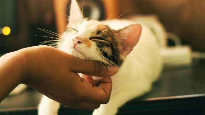 La ciencia explica cuál es la forma correcta de acariciar a los gatos