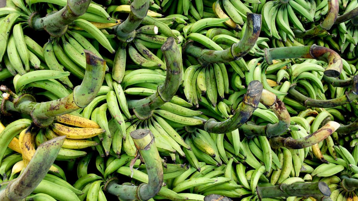 ¿Cómo eran los plátanos en el pasado?