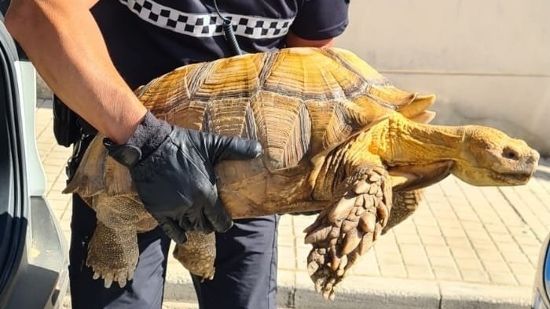 Ejemplar de tortuga Sulcata rescatado por la Policía Local de Coria del Río (AYTO. CORIA DEL RíO).