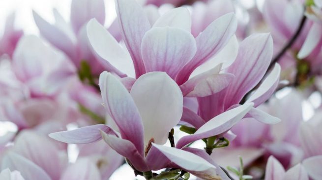 Por qué usar el extracto de magnolia para la salud de nuestra piel