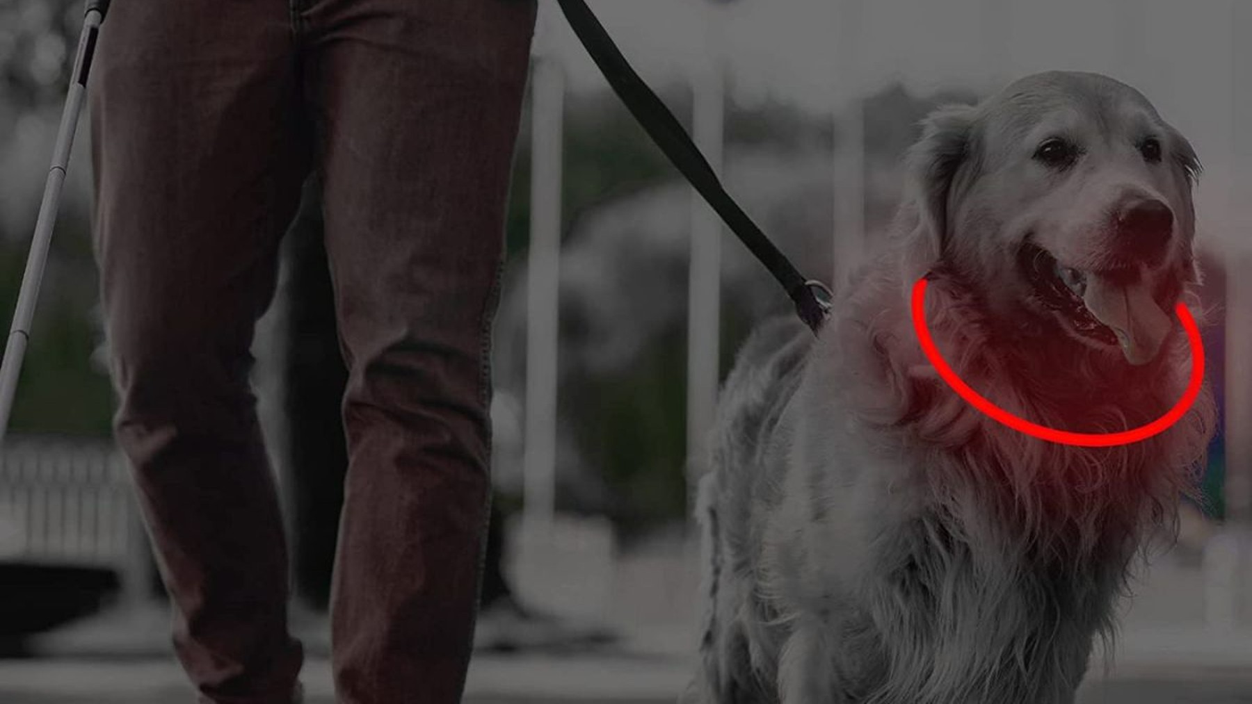 Los mejores collares luminosos para tu perro están en Amazon