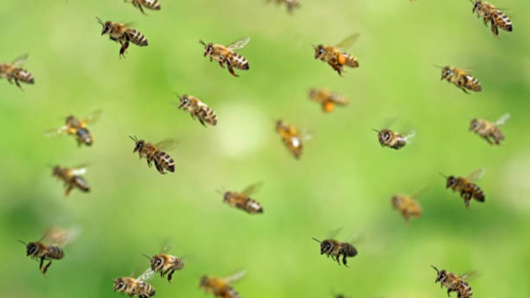 Por qué las abejas ya no vuelan en línea recta