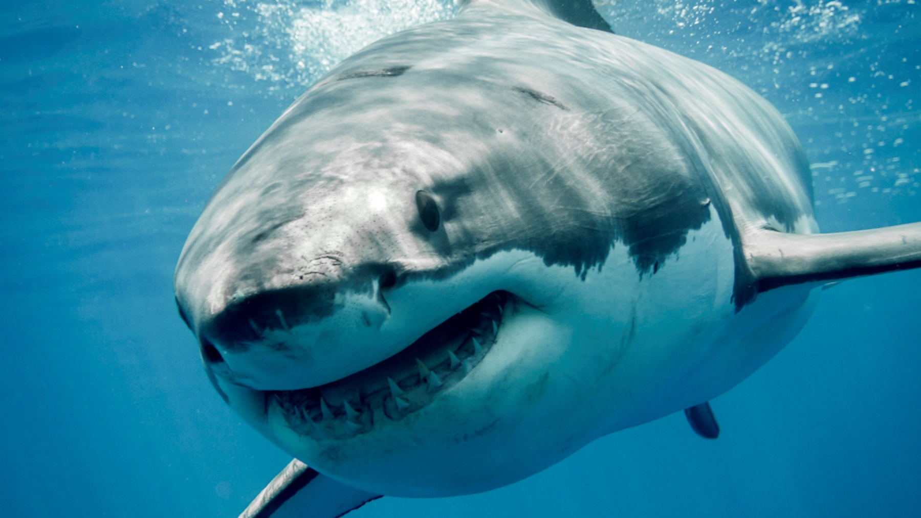 Un gran tiburón blanco
