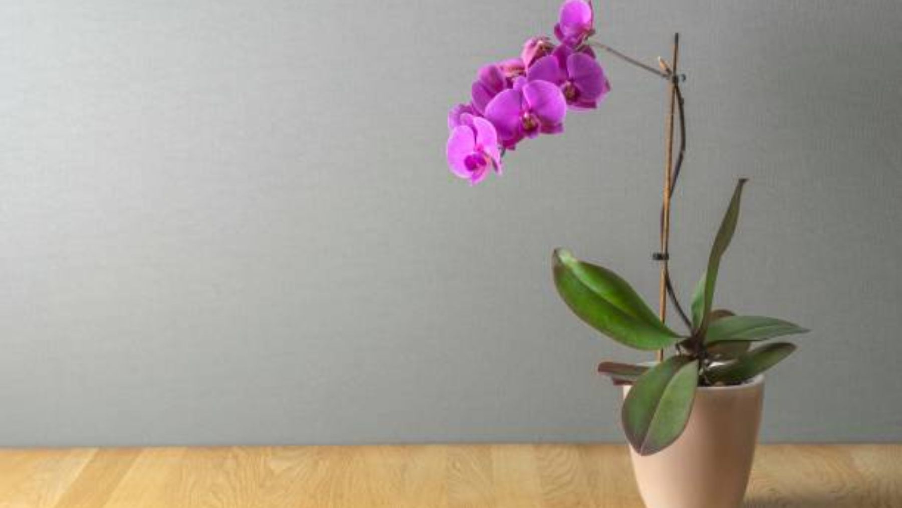 Descubre qué tipo de maceta es mejor para plantar orquídeas