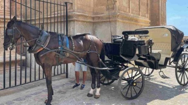 Ayuntamiento Palma calesas caballos
