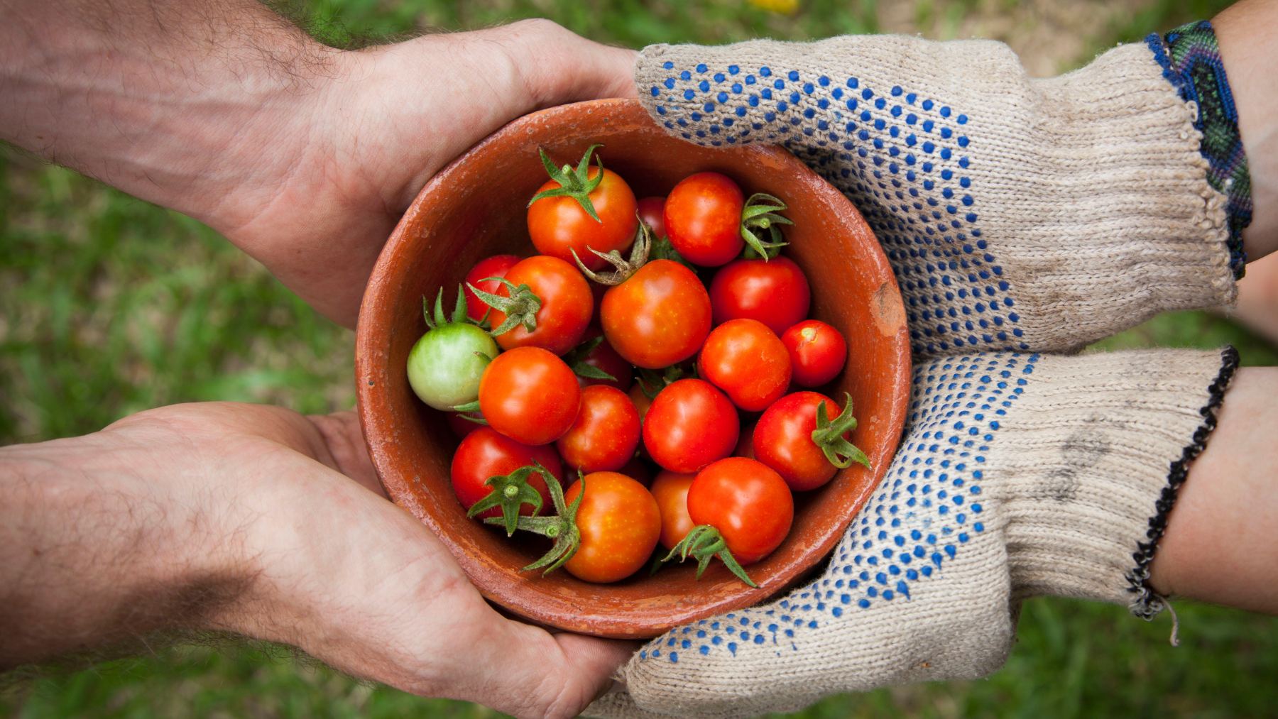 Tomates