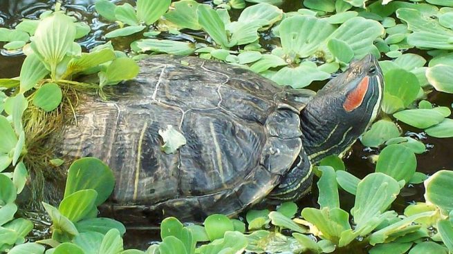 Qué ha pasado con las tortugas de Atocha y dónde están ahora