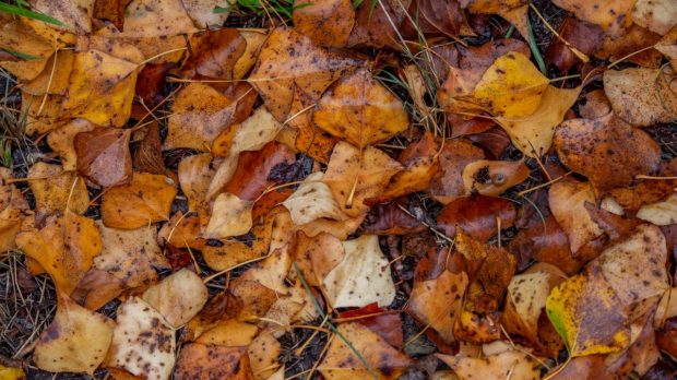 Por qué caen las hojas de los árboles en otoño?