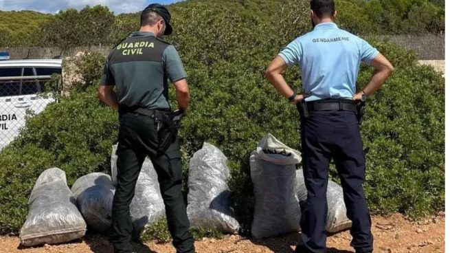 Detenidas cinco personas por robar algarrobas en Mallorca