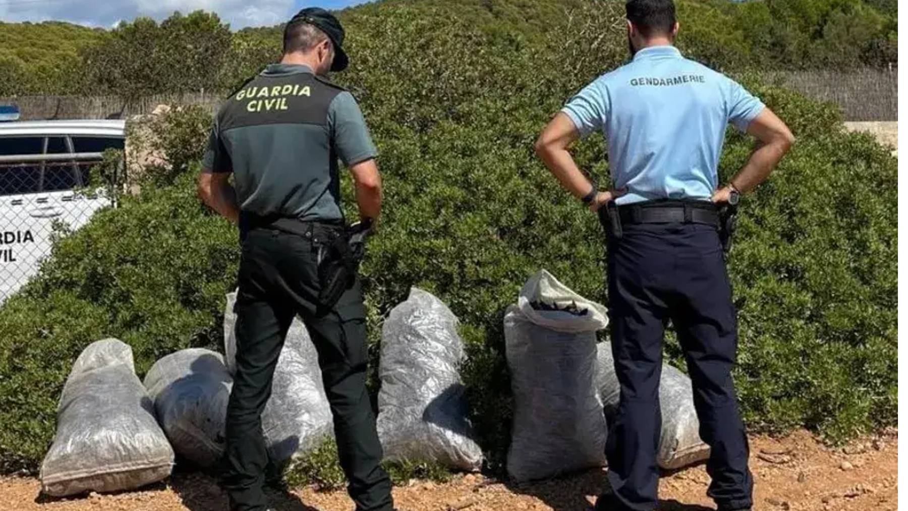 Detenidas cinco personas por robar algarrobas en Mallorca