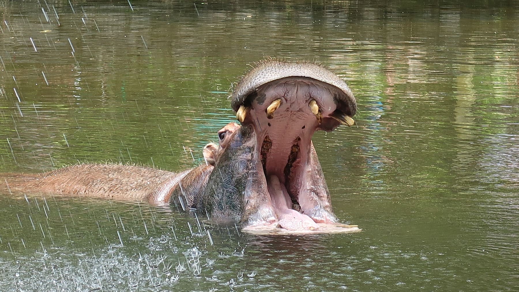 Hipopótamo