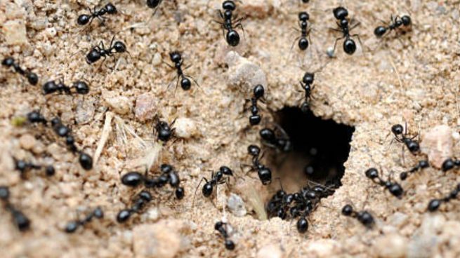 hormigas hormiguero