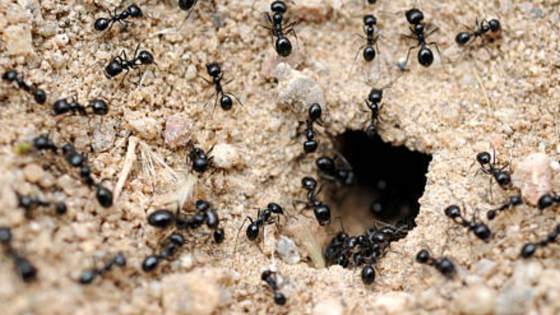 Descubrimos el nombre de hormigas en un hormiguero