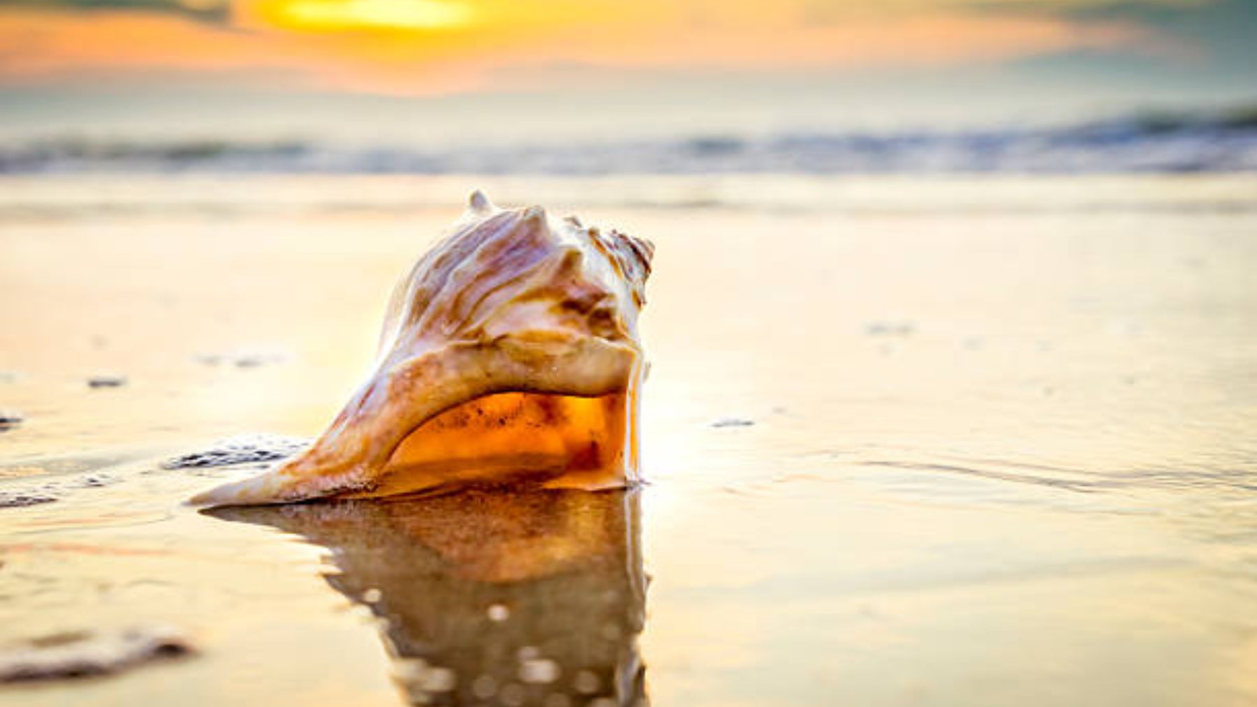 ¿Por qué cada vez hay menos conchas en las playas?