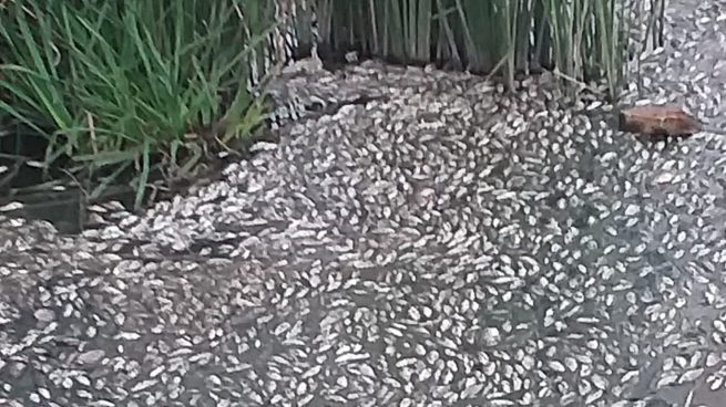 peces muertos ríos Sevilla