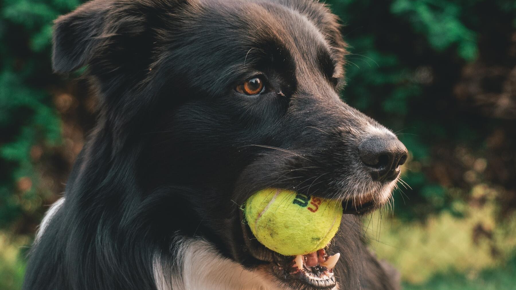 Perro con una pelota de tenis