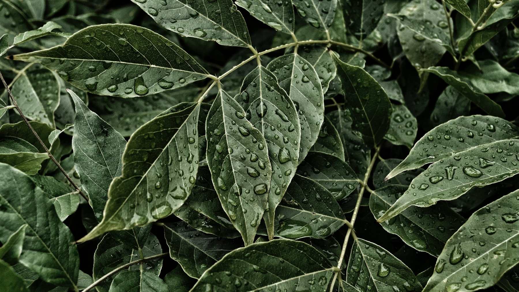 Petricor, olor a lluvia